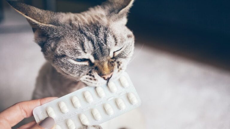 Chat recevant sa pilule contraceptive sur recommandation vétérinaire