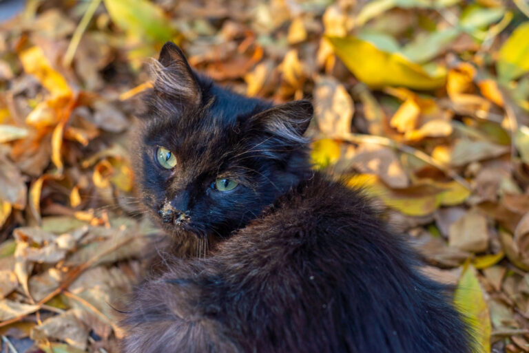 Chaton malade atteint du coryza assis au sol avec un regard triste