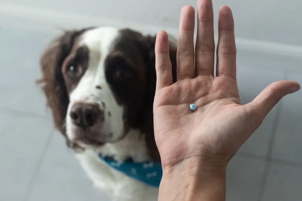 Chien allongé avec un air soulagé après prise d’un anti-douleur sans ordonnance