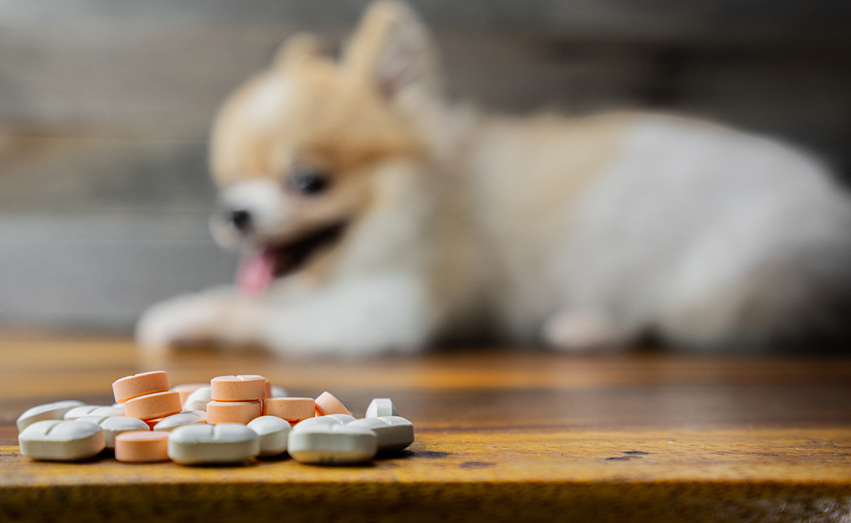 Risques des médicaments humains sur les chiens
