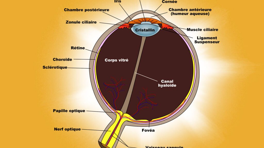 Comprendre le schéma de l&rsquo;œil : comment fonctionne notre vision ?