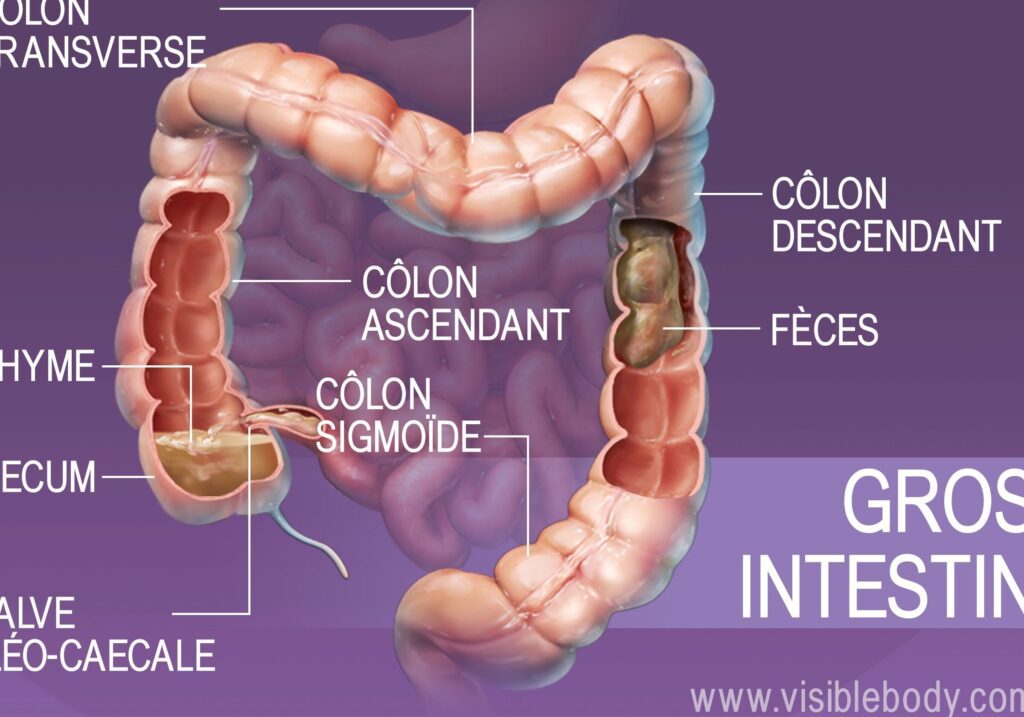 Découvrez l’intestin grêle en images : anatomie et fonctions essentielles