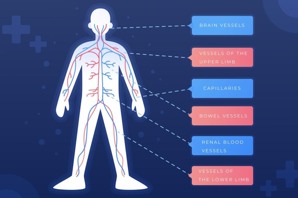 Quel est le rôle du liquide lymphatique dans le système immunitaire ?