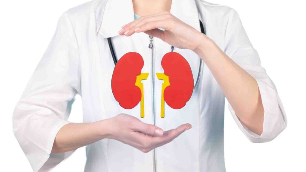 Secretion tubulaire rénale : comprendre son rôle dans l’équilibre de notre organisme