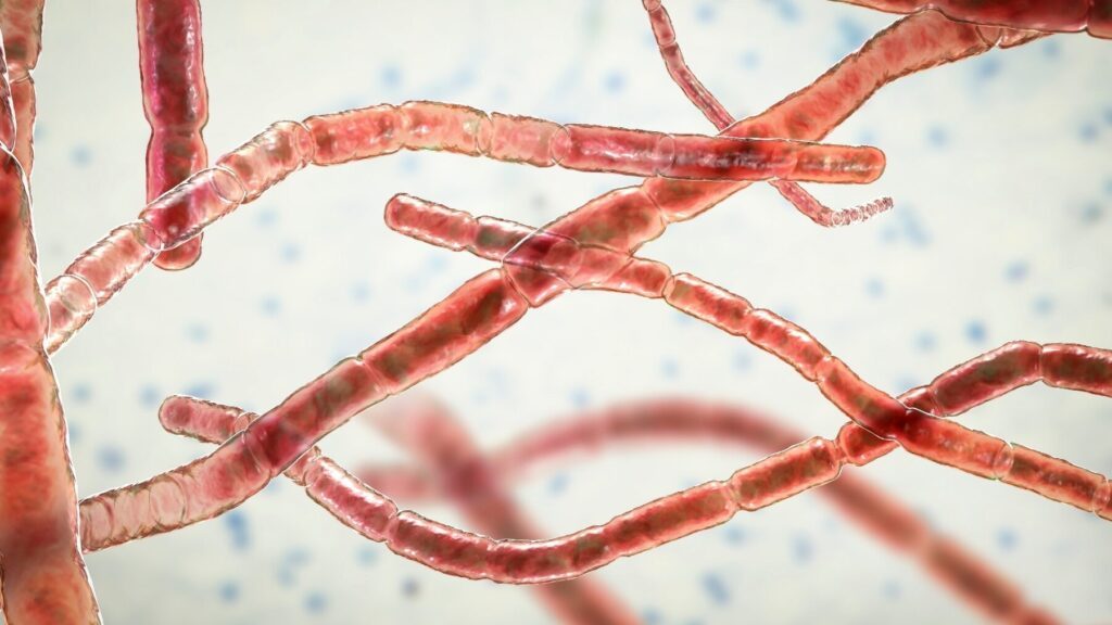 Nocardiose cérébrale : symptômes, traitement et prévention
