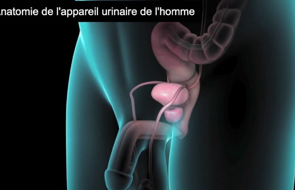 Dysurie chez l&rsquo;homme : causes, traitements et quand consulter un médecin