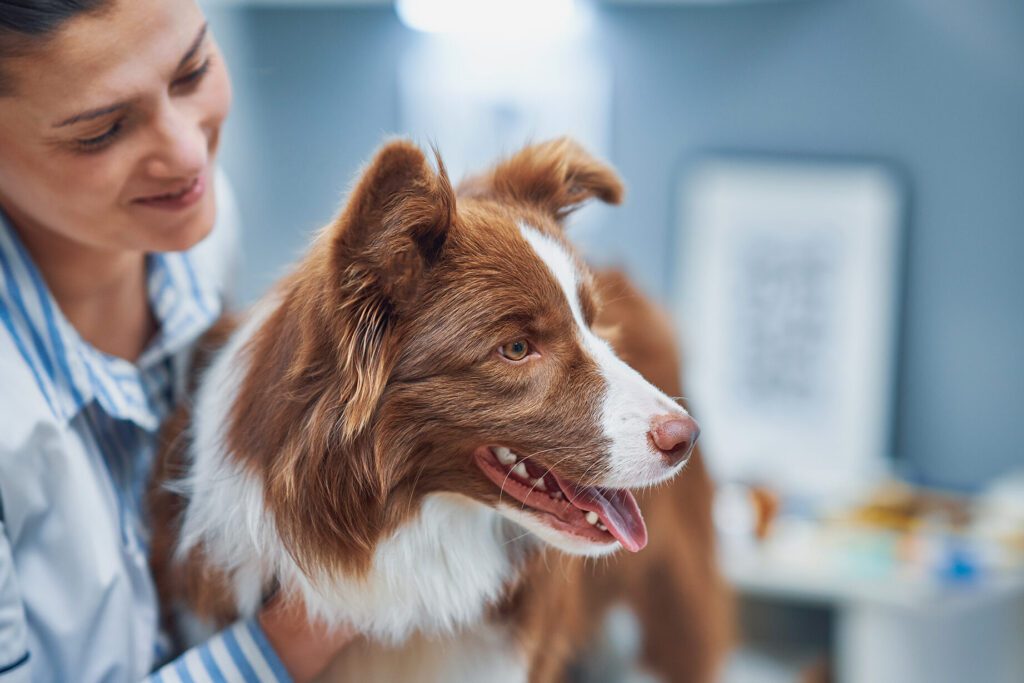 Toxoplasmose chez le chien : symptômes, transmission et traitement