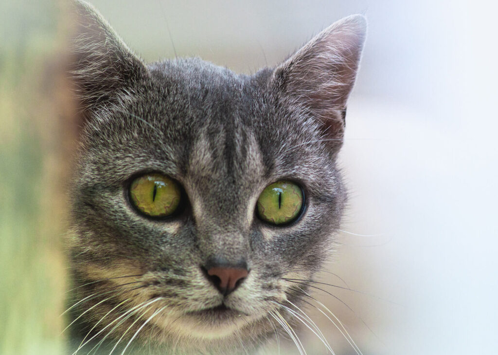 Pupille ovale chez les chats : qu’est-ce que cela signifie pour leur santé ?