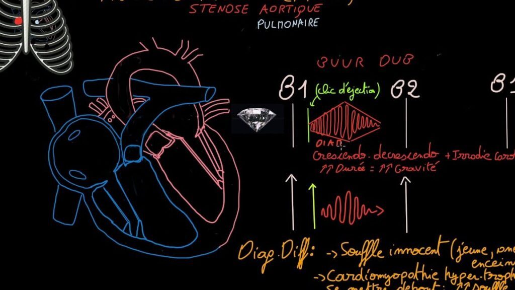 Quels sont les bruits du coeur B1 et B2 et pourquoi sont-ils importants ?