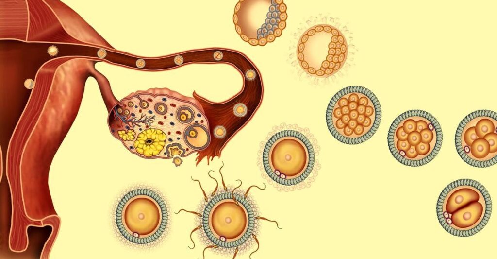 Fausse couche et caillots de sang : tout savoir sur les signes et les causes