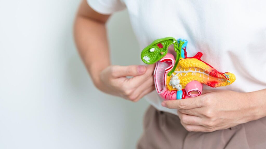 Comprendre le pancréas endocrine et son impact sur votre santé