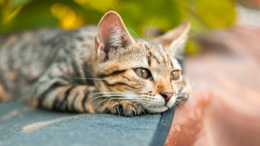 Reconnaître les symptômes du typhus chez le chat : Quels signes d’alerte ?