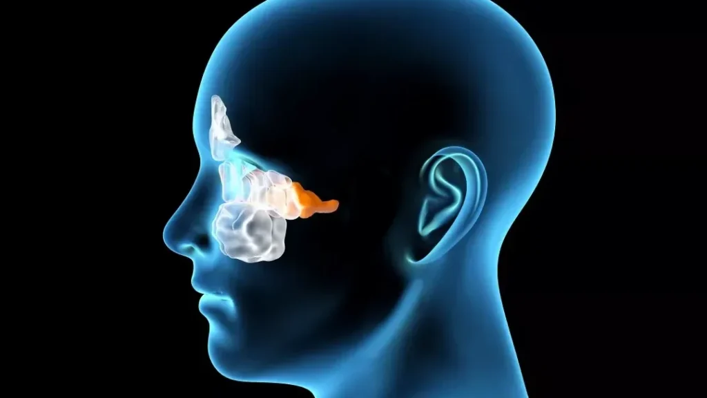 Thrombophlébite du sinus caverneux : symptômes, causes et traitements